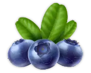 Blueberry icon