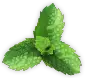 Mint icon